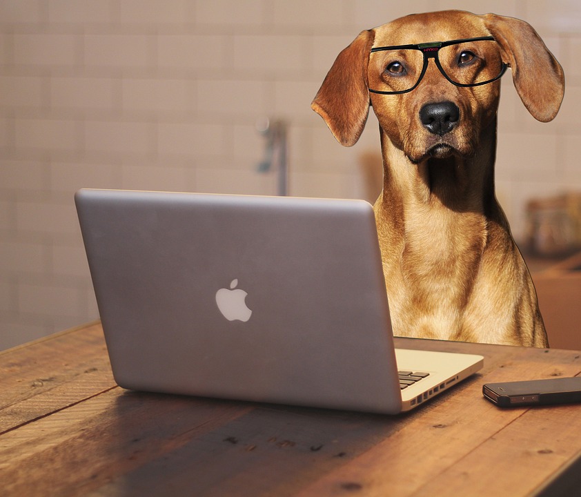 Dog at Office